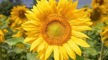 Why is my LG microwave start button not working? How To Fix